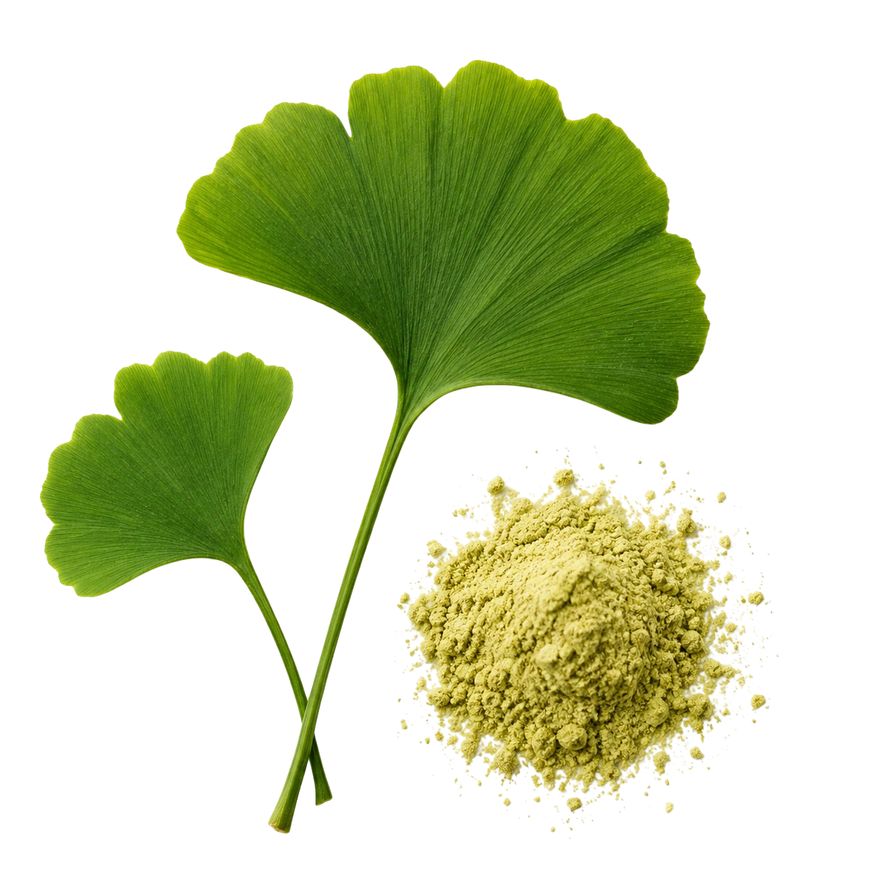 Ginko biloba